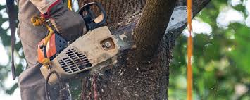 Best Fruit Tree Pruning  in Washington, NJ