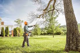 Best Tree Disease Treatment  in Washington, NJ