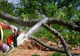 Best Firewood Processing and Delivery  in Washington, NJ