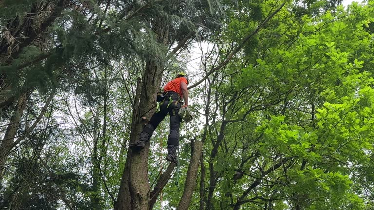 Best Utility Line Clearance  in Washington, NJ