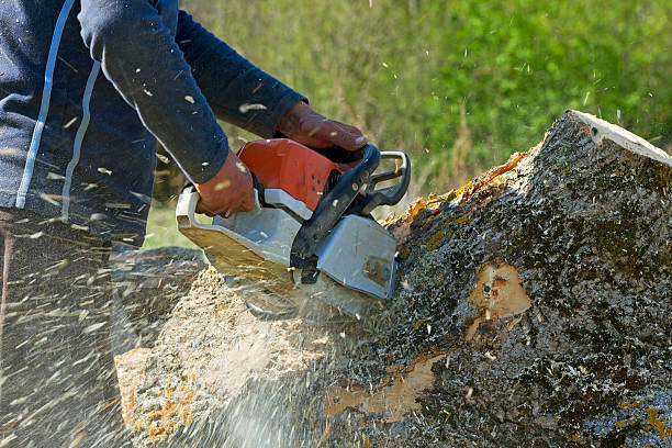 Best Tree Health Inspection  in Washington, NJ