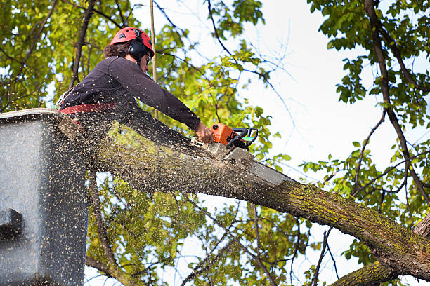 Best Lot and Land Clearing  in Washington, NJ